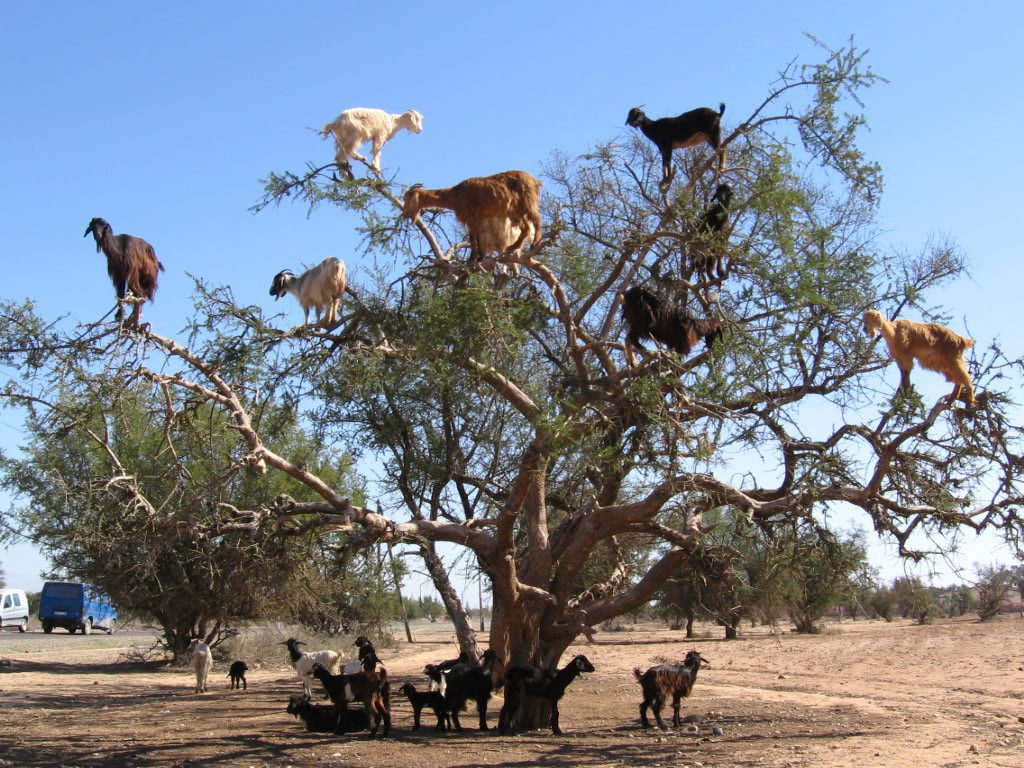 Do Goats Climb Trees